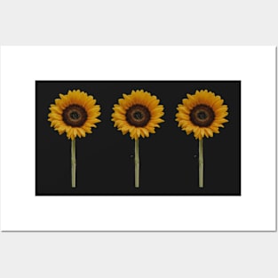 sunflowers sunflowers sunflowers Posters and Art